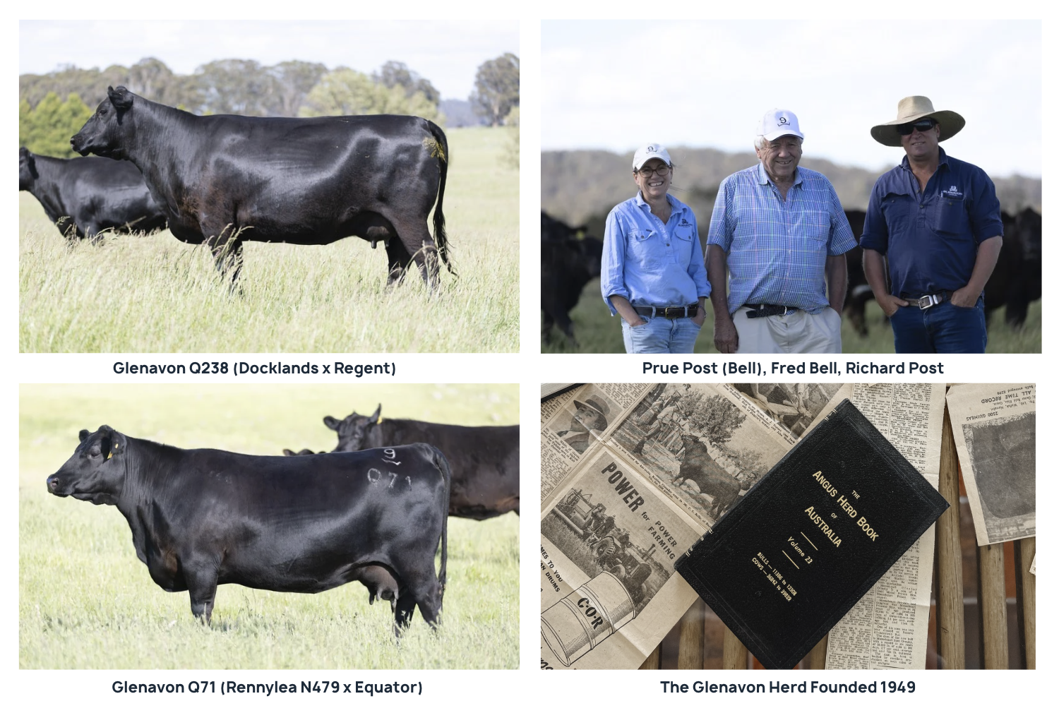 Black Angus Female Sale Glenavon Angus