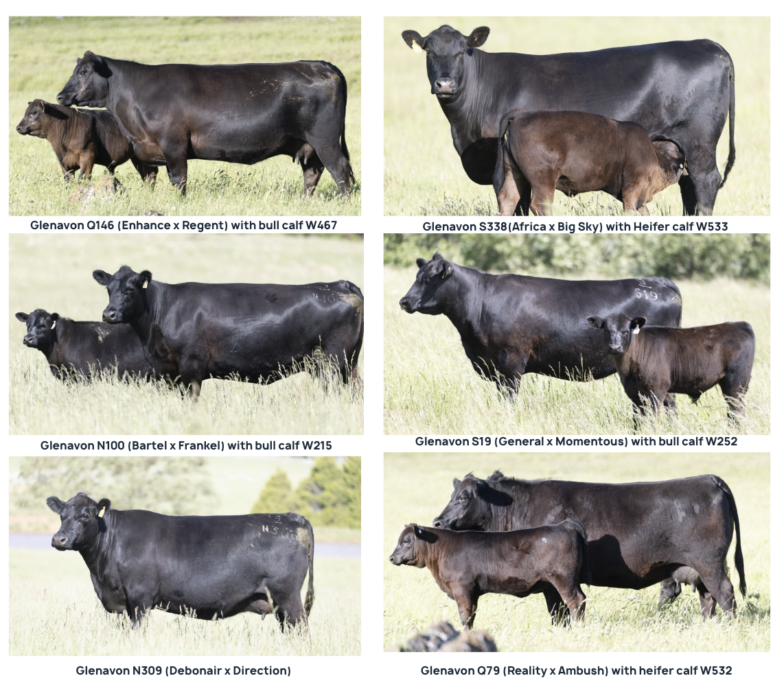 Black Angus Female Sale Glenavon Angus