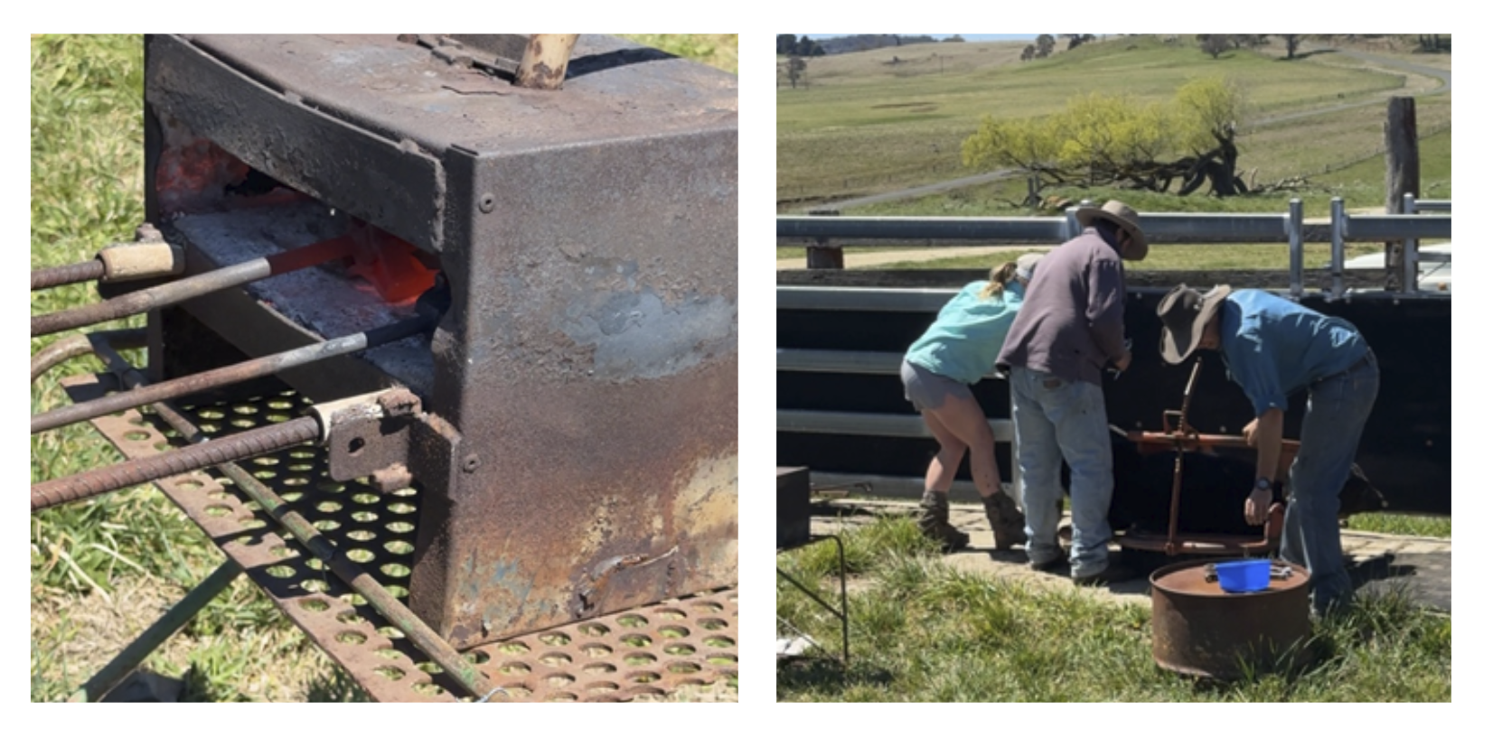 Black Angus Female Sale Glenavon Angus
