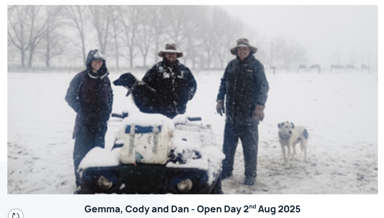 Black Angus Female Sale Glenavon Angus