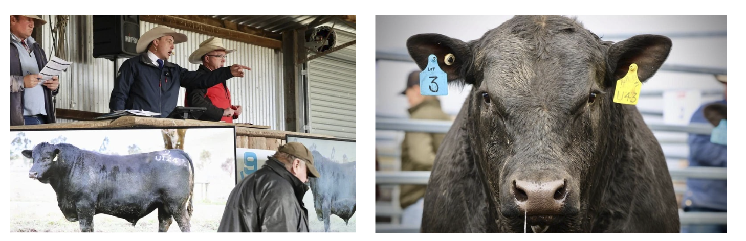 Black Angus Female Sale Glenavon Angus